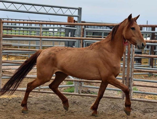 Trotting Red Dun Mare